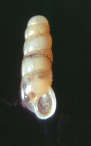 Platyla gracilis